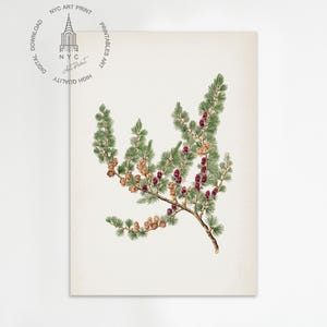 May include: Botanical print featuring a detailed illustration of a pine branch with green needles, brown cones, and small, dark red berries. The artwork is set against a cream-colored background, creating a vintage aesthetic. The print is labeled with the text "NYC ART PRINT".