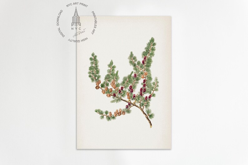 May include: Botanical print featuring a detailed illustration of a pine branch with green needles, brown cones, and small, dark red berries. The artwork is set against a cream-colored background, creating a vintage aesthetic. The print is labeled with the text "NYC ART PRINT".
