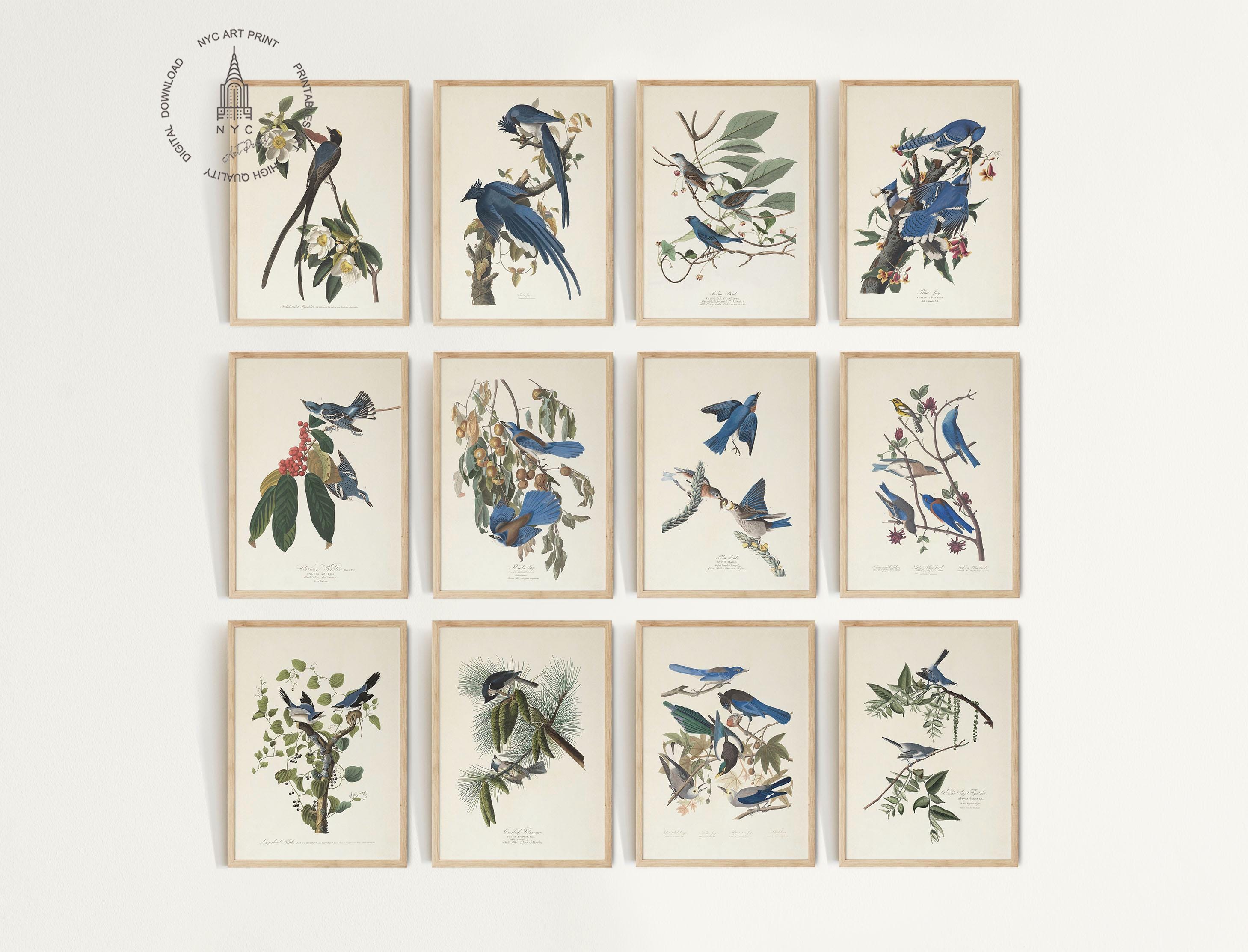 Audubon Birds of America Prints: Vintage Blue Bird Wall Art Set ...