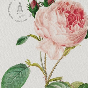 Op de afbeelding: Een vintage illustratie van een roze roos met groene bladeren en stelen. De roos heeft een delicate, aquarelachtige uitstraling. De afbeelding is omgeven door een cirkelvormige rand met de tekst "NYC Art Print" en "Hoge kwaliteit digitale download".