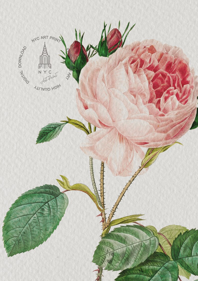 Op de afbeelding: Een vintage illustratie van een roze roos met groene bladeren en stelen. De roos heeft een delicate, aquarelachtige uitstraling. De afbeelding is omgeven door een cirkelvormige rand met de tekst "NYC Art Print" en "Hoge kwaliteit digitale download".