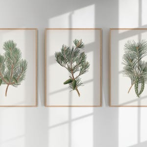 May include: Three framed botanical prints featuring detailed illustrations of pine branches with green needles and brown stems. The prints are displayed on a white wall, with natural light and shadows.