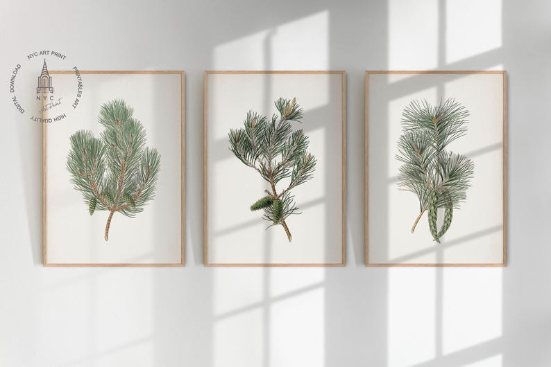 May include: Three framed botanical prints featuring detailed illustrations of pine branches with green needles and brown stems. The prints are displayed on a white wall, with natural light and shadows.