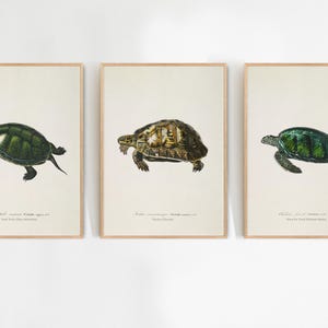 Set of 3 Vintage Turtle Prints, Turtle Painting, Coastal Wall Decor, Turtle Poster, Green Sea Turtle Wall Art Print, Marine Life Art