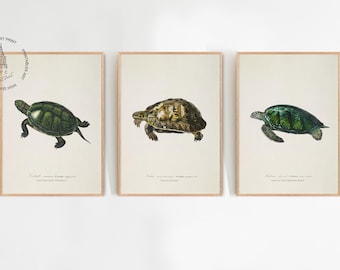 Conjunto de 3 impresiones vintage de tortugas, pintura de tortugas, decoración de pared costera, póster de tortugas, impresión de arte mural de tortugas marinas verdes, arte de vida marina