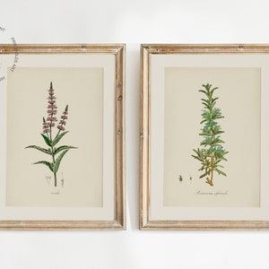Vintage Kitchen Herbs Gallery Wall Set of 12, Botanical Prints, Herbs ...