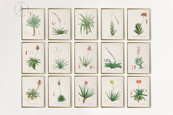 Vintage Aloe Galerie Wandset von 15 Stck, Franzsischer Kaktus Botanisches  Druckset, Aloe Druck, Aloe Vera Wandkunst, Wsten Wohndekor CS02 - Etsy.de