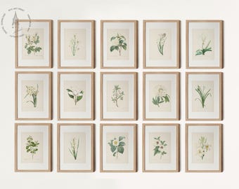 Set da parete vintage Botanical Gallery da 15 pezzi, stampe botaniche neutre, stampe floreali, toni di fiori bianchi e crema, Pierre Joseph Redoute
