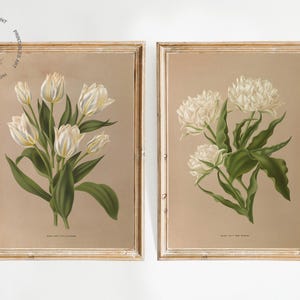 Single Early Tulip, La Laitiere by Arendson 1872-1881