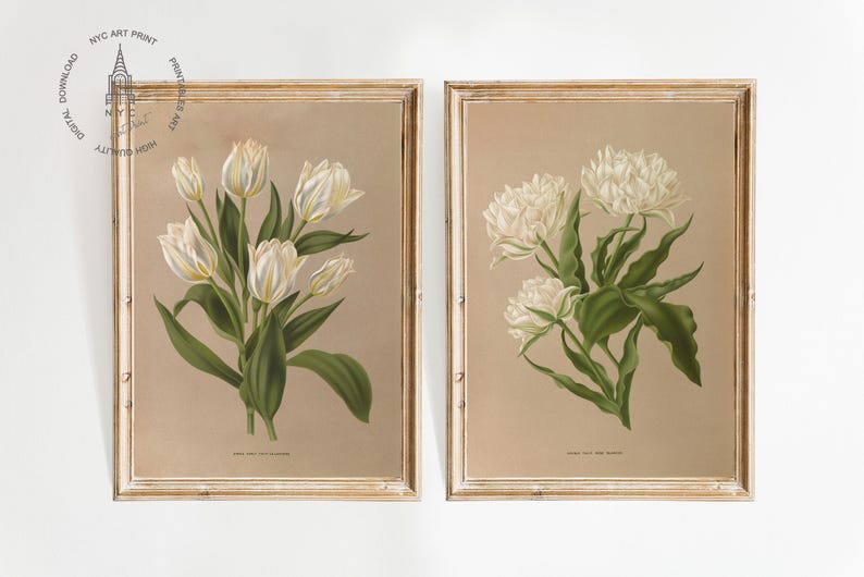 Single Early Tulip, La Laitiere by Arendson 1872-1881