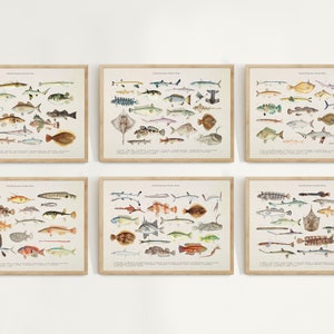 Juego de 6 impresiones de peces vintage, pinturas de peces, ilustraciones de peces, pósteres de peces, peces coloridos del Pacífico Sur