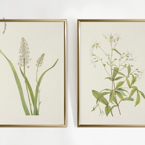 May include: Two framed botanical prints featuring detailed illustrations of flowering plants. The prints have gold frames and are set against a cream-colored background. The left print shows a plant with white flowers and long green leaves. The right print shows a plant with white flowers and green leaves.