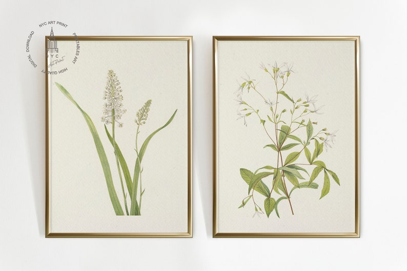 May include: Two framed botanical prints featuring detailed illustrations of flowering plants. The prints have gold frames and are set against a cream-colored background. The left print shows a plant with white flowers and long green leaves. The right print shows a plant with white flowers and green leaves.