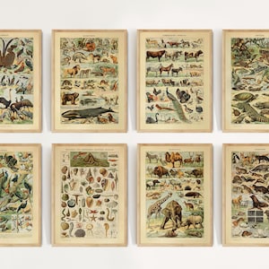 Set of 9 Vintage Animal Poster, Adolphe Millot Animal Posters, Wildlife Poster, Mammals Animal Print, Farm Animals Poster, Nursery Decor