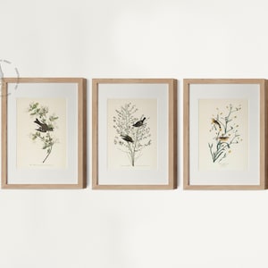 (left) - Wood pewee (1827–1838)
- Orange-crowned warbler (1827–1838)
- Yellow red-poll warbler (1827–1838)