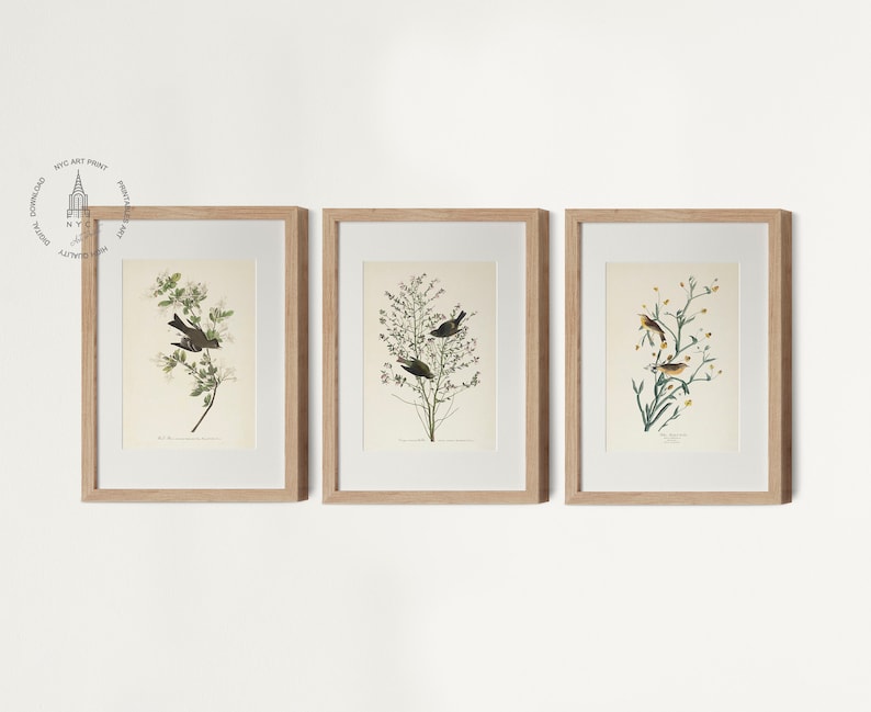 (left) - Wood pewee (1827–1838)
- Orange-crowned warbler (1827–1838)
- Yellow red-poll warbler (1827–1838)