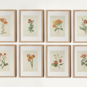Vintage Orange Botanical Gallery Wall Set of 8, Red Orange Flower Art, Orange Floral Prints, French Country Prints, Pierre Joseph Redoute
