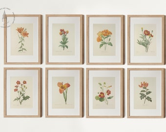 Vintage Orange Botanical Gallery Wall Set of 8, Red Orange Flower Art, Orange Floral Prints, French Country Prints, Pierre Joseph Redoute