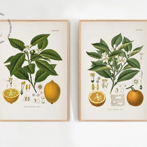 Set of 2 Lemon Print, Orange Print, Kitchen Prints, Vintage Fruit Print Set, Fruit Painting, Vintage Citrus Print, Farmhouse Kitchen Decor