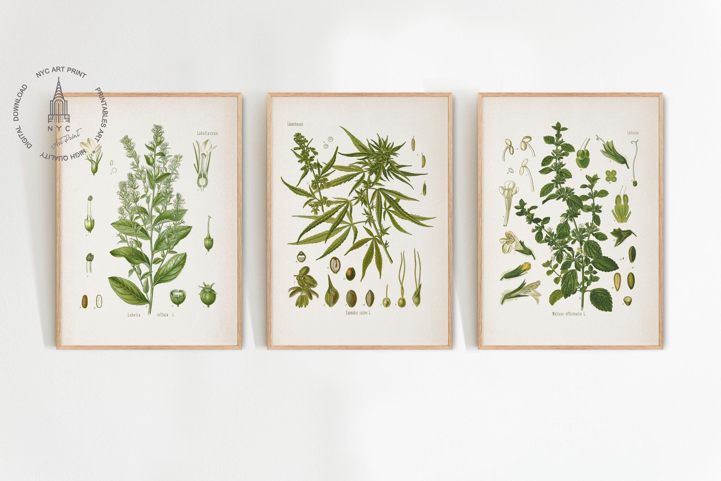Vintage Kitchen Herbs Gallery Wall Set of 15, Botanical Prints, Herbs ...