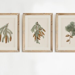 May include: Set of three framed botanical prints featuring detailed illustrations of pine branches and cones. The prints have a vintage aesthetic with a neutral color palette, framed in gold-toned wooden frames. The artwork is displayed on a white wall.