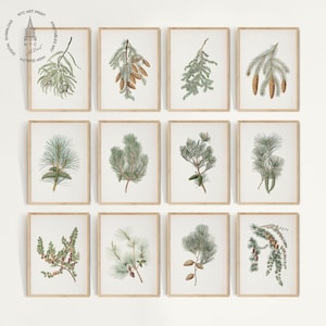 Könnte beinhalten: Zwölf gerahmte botanische Drucke mit detaillierten Illustrationen verschiedener immergrüner Zweige und Blätter. Die Drucke zeigen eine Reihe von Grün-, Braun- und Beigetönen mit einer Vintage-Ästhetik. Jeder Druck befindet sich in einem hellen Holzrahmen.