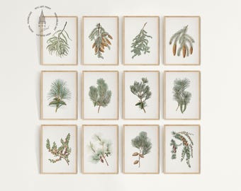 12er Set Winter botanische Drucke, Vintage botanische Kiefernzweigdruck, grüne Kiefernzapfen-Wandkunst, botanische Wandkunst, Weihnachtswinter-Dekor