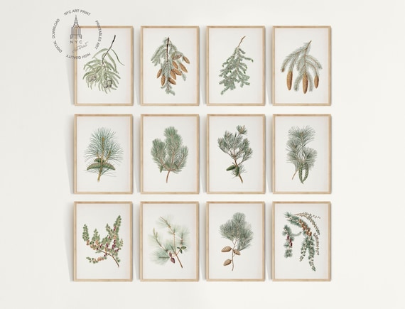 Set of 12 Winter Botanical Prints, Vintage Botanical Pine Branch Print, Green Pine Cone Wall Art, Botanical Wall Art, Christmas Winter Decor