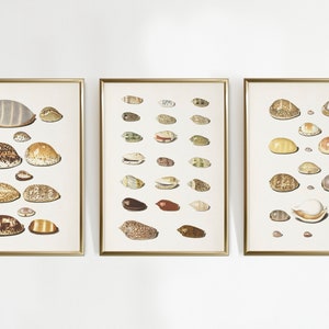 May include: Three framed prints of vintage illustrations of seashells. Each print features a collection of different types of seashells in various colors and patterns.