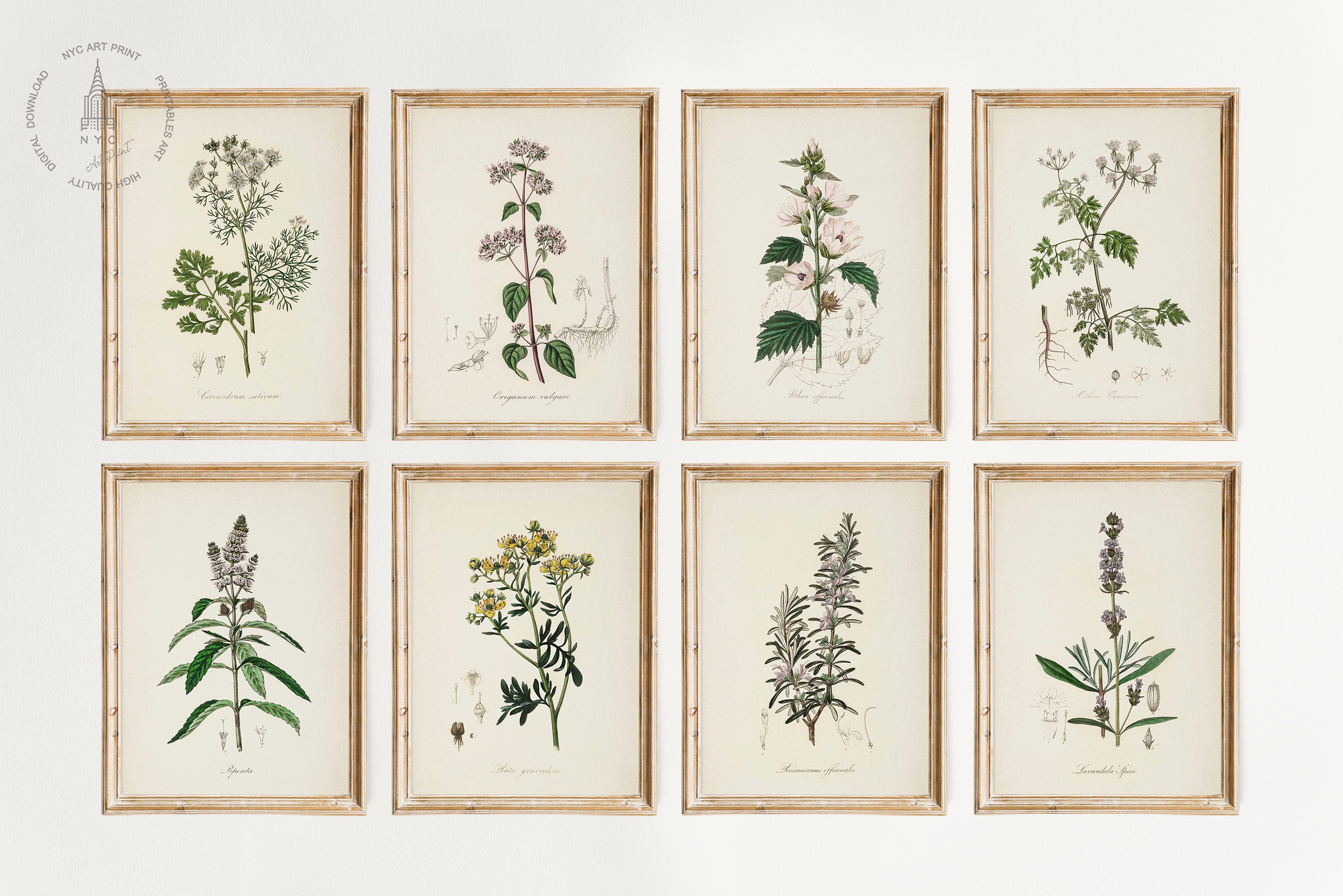 Vintage Kitchen Herbs Gallery Wall Set of 12, Botanical Prints, Herbs ...