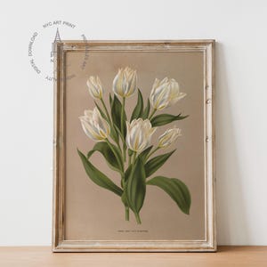 Puede incluir: Una ilustraci&oacute;n bot&aacute;nica enmarcada de tulipanes blancos con hojas verdes sobre un fondo beige. La impresi&oacute;n se titula "Tulipa Sylvestris, Tulipe des Bois".
