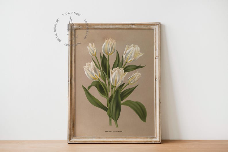 Puede incluir: Una ilustraci&oacute;n bot&aacute;nica enmarcada de tulipanes blancos con hojas verdes sobre un fondo beige. La impresi&oacute;n se titula "Tulipa Sylvestris, Tulipe des Bois".