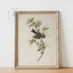 Wood Pewee (1827–1838)
