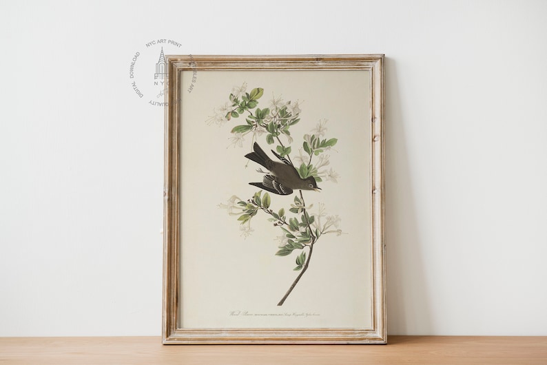 Wood Pewee (1827–1838)