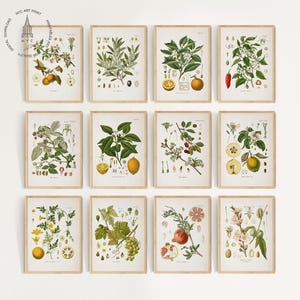 Vintage Kitchen Gallery Wall Set of 12, Vintage Fruit Print Set, Fruit Painting, Antique Fruit Prints, Farmhouse Kitchen Decor, Lemon Print
