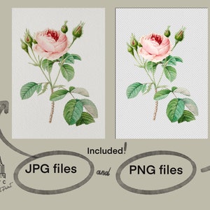 Op de afbeelding: Een aquarel-illustratie van een roze roos met groene bladeren en knoppen. De afbeelding is beschikbaar in zowel JPG- als PNG-formaat.