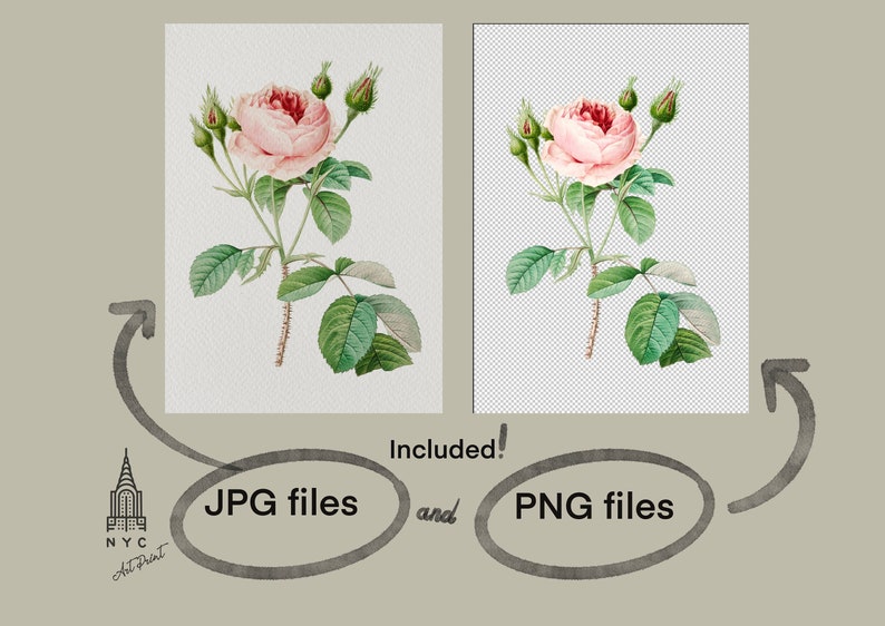 Op de afbeelding: Een aquarel-illustratie van een roze roos met groene bladeren en knoppen. De afbeelding is beschikbaar in zowel JPG- als PNG-formaat.