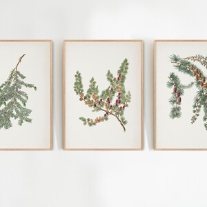 May include: Three framed botanical prints featuring detailed illustrations of evergreen branches. The prints showcase varying types of foliage, including pine needles and cones, in shades of green, brown, and red, set against a cream background.