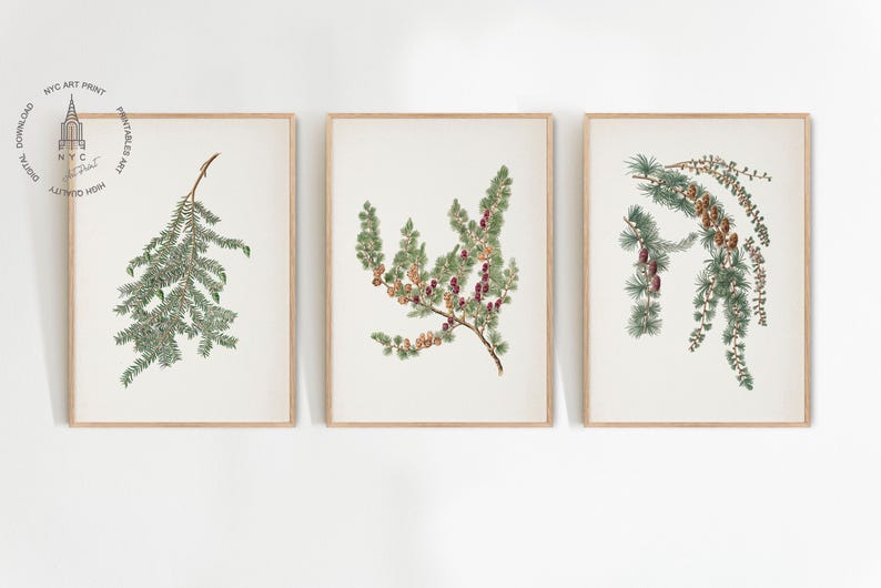 May include: Three framed botanical prints featuring detailed illustrations of evergreen branches. The prints showcase varying types of foliage, including pine needles and cones, in shades of green, brown, and red, set against a cream background.