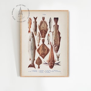 Puede incluir: Una ilustración vintage de 12 tipos diferentes de peces, incluyendo bacalao, merluza y platija. La ilustración está en una paleta de colores apagados y presenta dibujos detallados de cada pez.