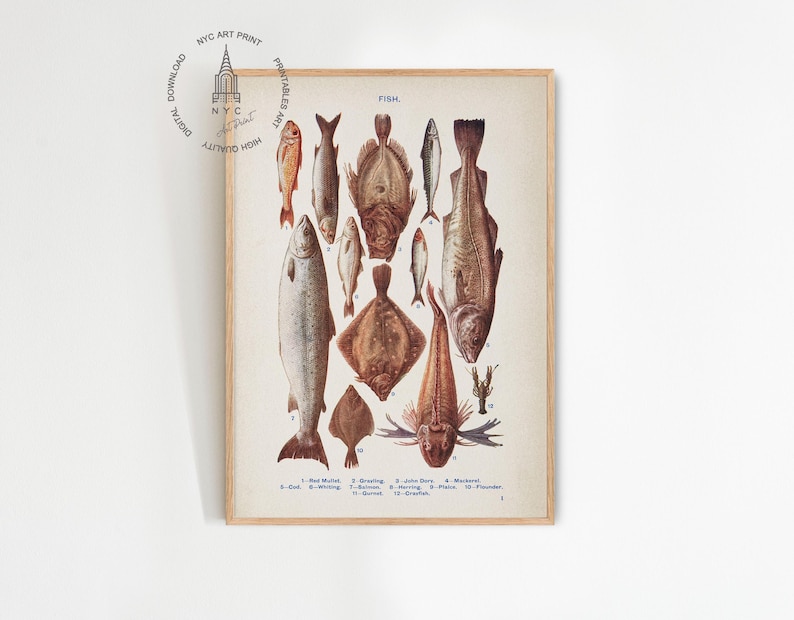 Fish I Red Mullet, Grayling, John Dory, Mackerel, Cod, Whiting, Salmon, Herring, Plaice, Flounder, Gurnet, and Crayfish