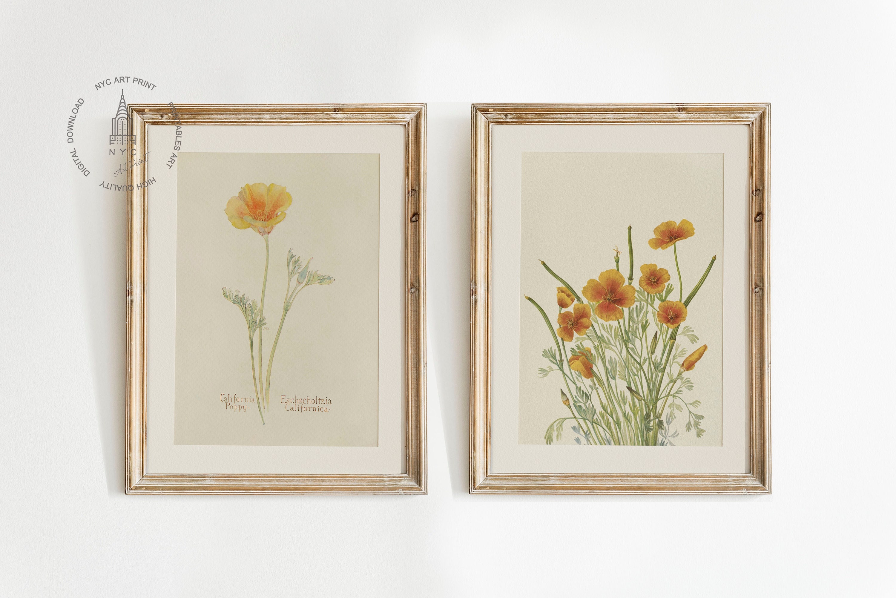Lot de 2 estampes de pavot, pavot de Californie, pavot du Mexique, peinture de fleurs vintage, art de coquelicots, estampes vintage printemps été