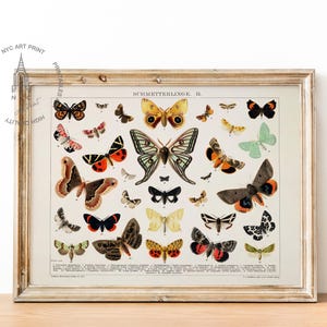 Butterfly Print, Butterfly Wall Art, Antique Butterfly Printable, Moth Art Print, Vintage Butterfly Print, Moth Painting, Butterfly Poster