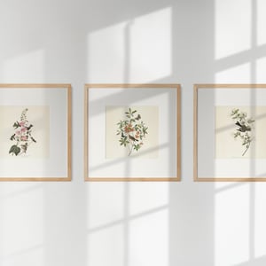 Op de afbeelding: Drie ingelijste prints van vintage botanische illustraties met vogels en bloemen. De prints zijn in een licht houten lijst en hangen aan een witte muur.