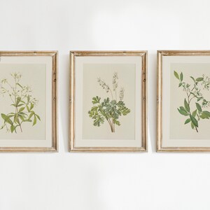 May include: Three framed botanical prints featuring detailed illustrations of various plants. The prints are in gold-colored frames with a cream-colored matting. The plants are depicted with green leaves and white flowers, set against a neutral background.