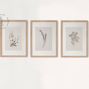 Set of 3 Vintage Botanical Prints, Vintage Neutral Botanical prints, Antique Botanical Prints, Rustic Botanical Wall Art B302
