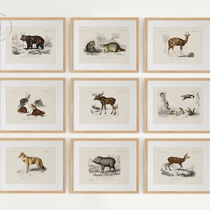 Woodland Animal Gallery Wall Set of 9, Woodland Nursery Art Prints, Vintage Animal Painting,  Animal Wall Art, Forest Animal Prints, H01