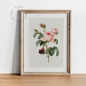 Op de afbeelding: Een ingelijste botanische illustratie van een roze roos met groene bladeren en een vlinder. De illustratie is op een witte achtergrond en de lijst is van licht hout.
