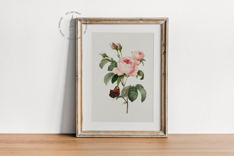 Op de afbeelding: Een ingelijste botanische illustratie van een roze roos met groene bladeren en een vlinder. De illustratie is op een witte achtergrond en de lijst is van licht hout.