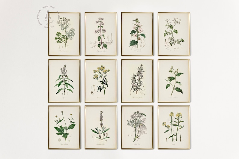 Vintage Kitchen Herbs Gallery Wall Set of 12, Botanical Prints, Herbs ...